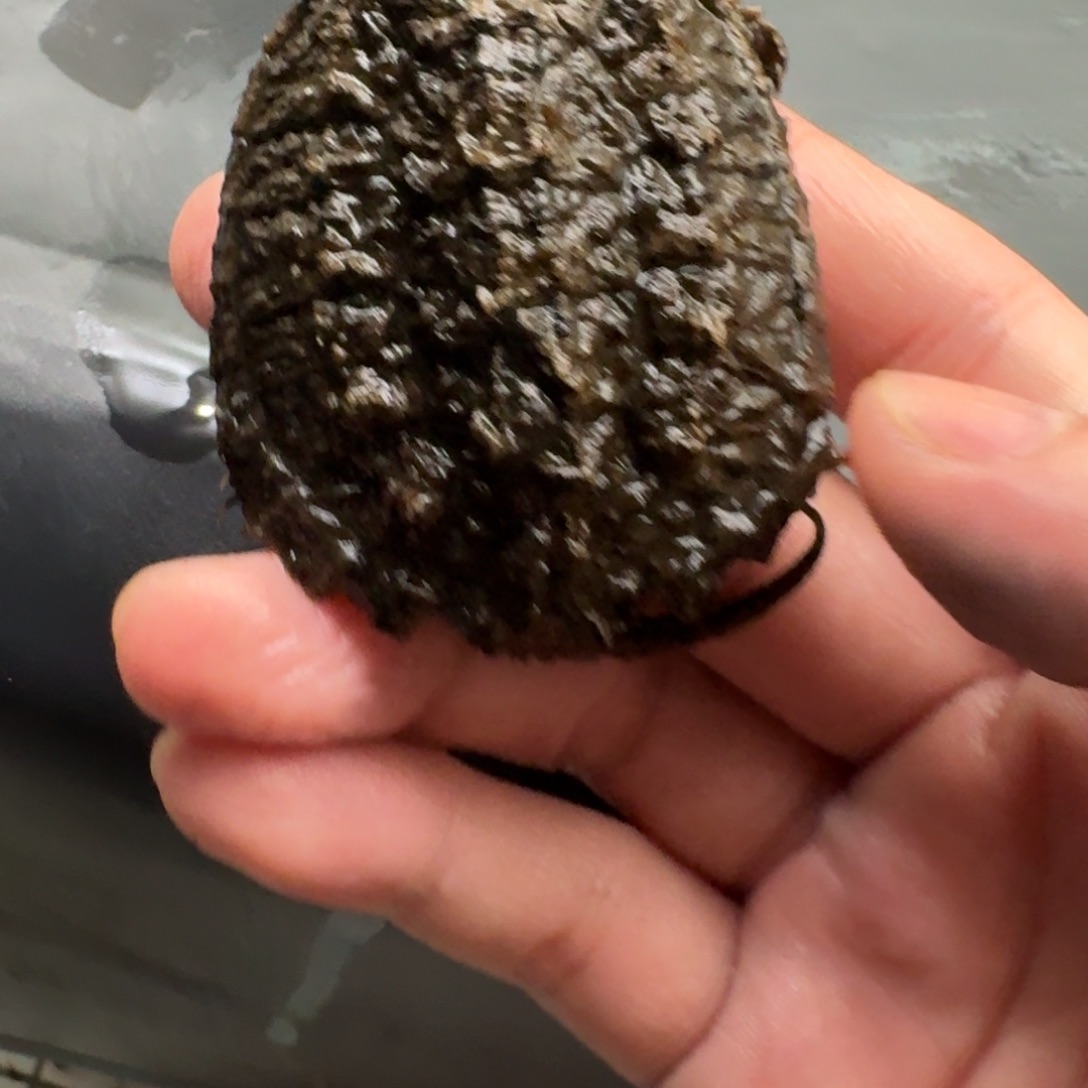 不分公母小鳄龟1111