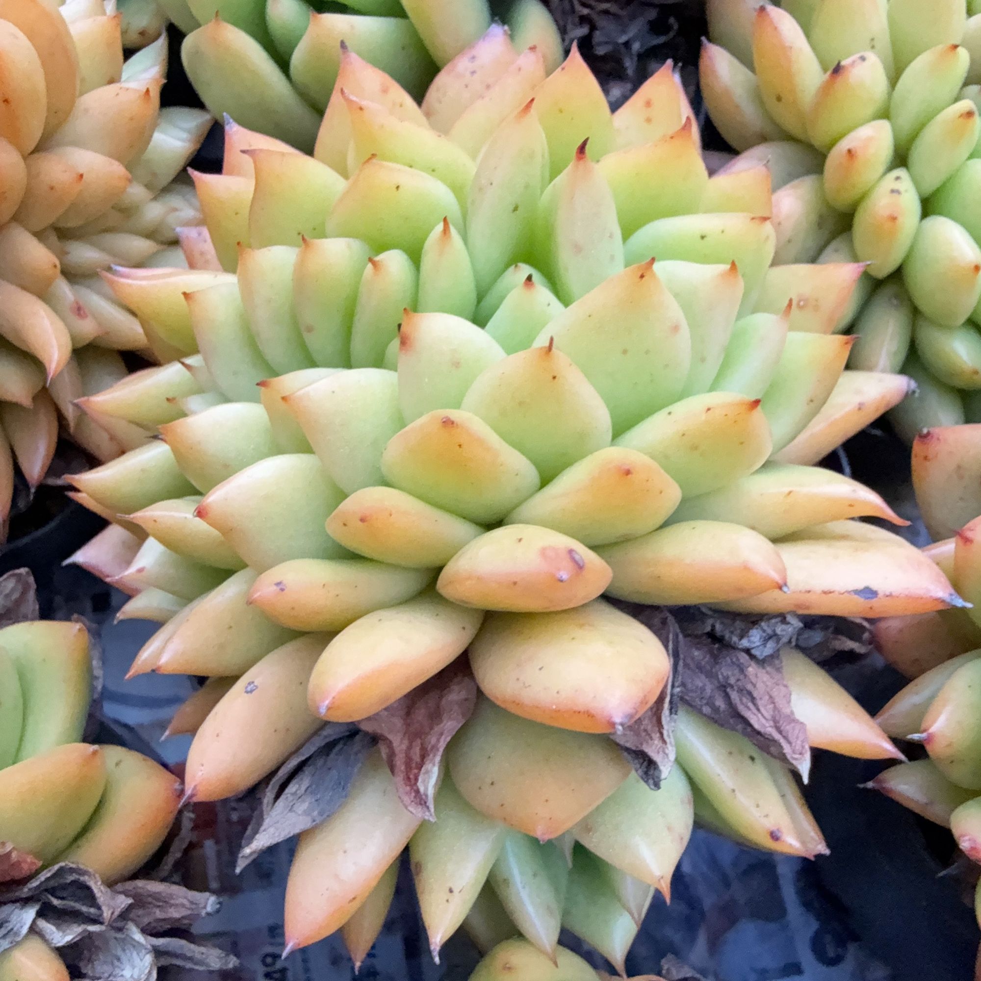 70#灵狗的星星缀化（6-8cm）脱土金先生精品多肉