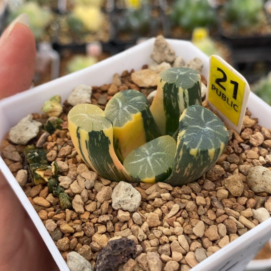 21白妙万象锦一物一拍