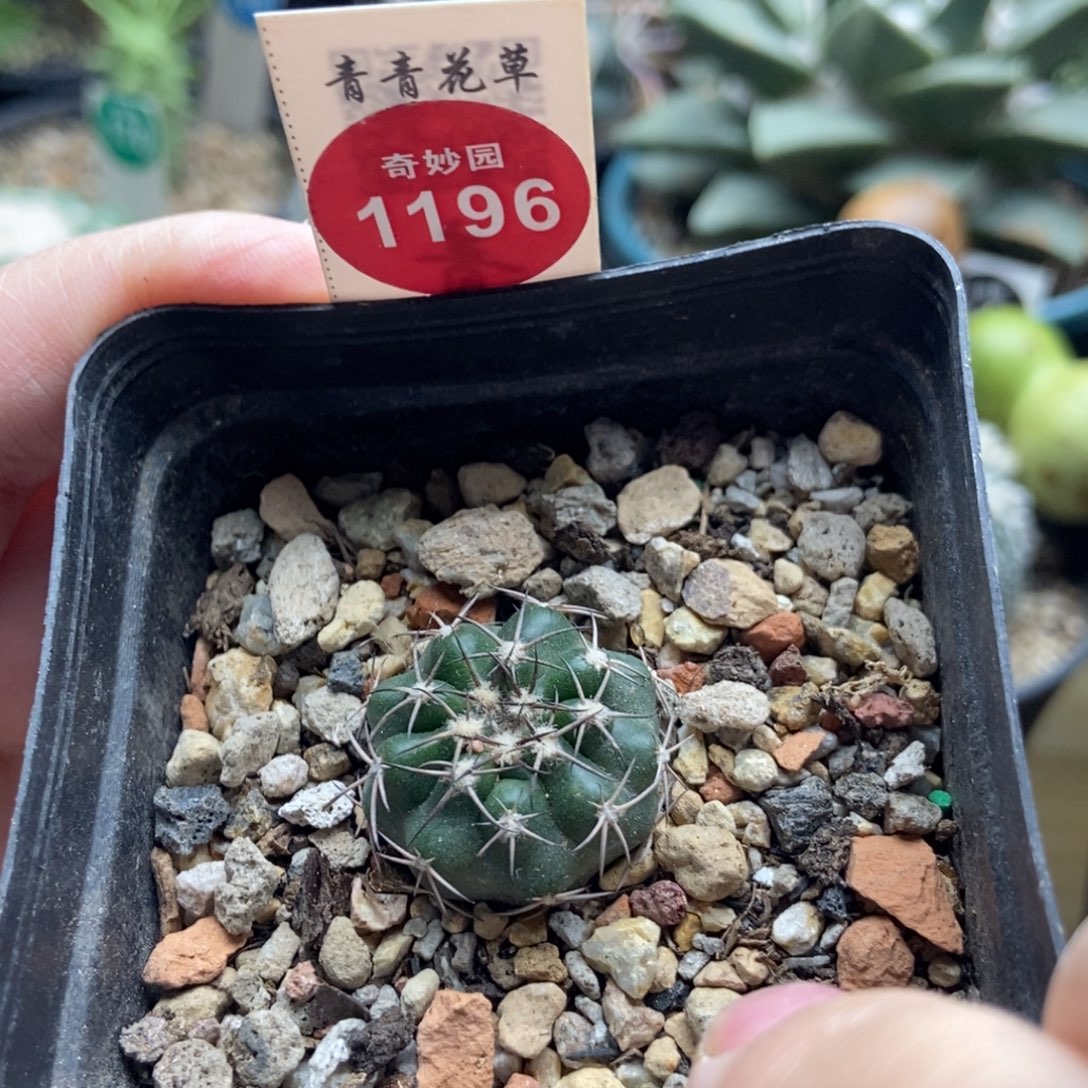 实生紫肌圆盘玉一颗