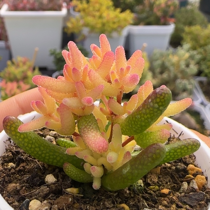 713-真飞机猪植物枝干