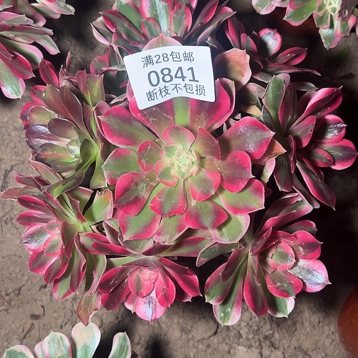 0841七彩石多肉植物