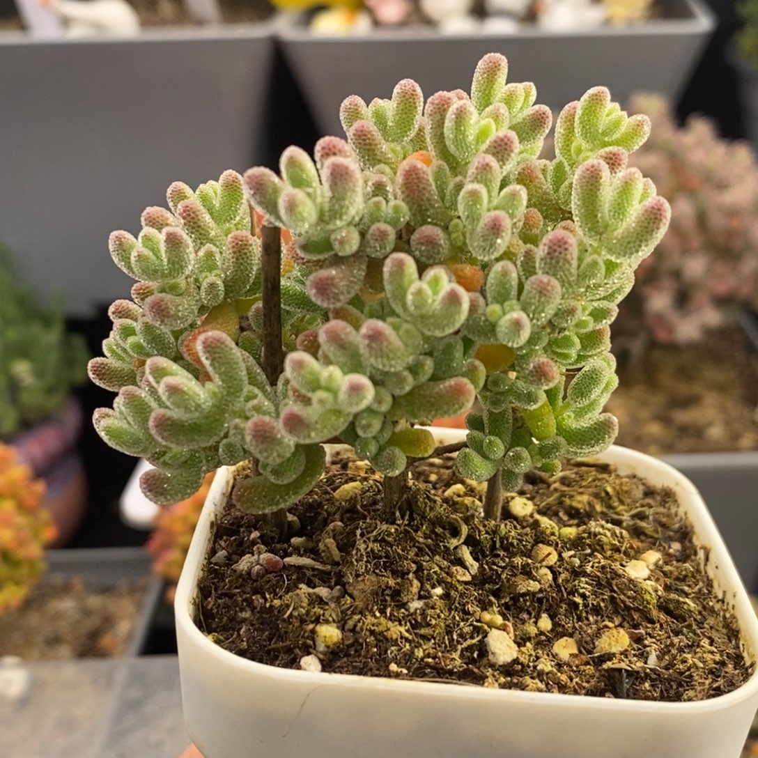 完全开放40号冰晶枝干（6.5cm）