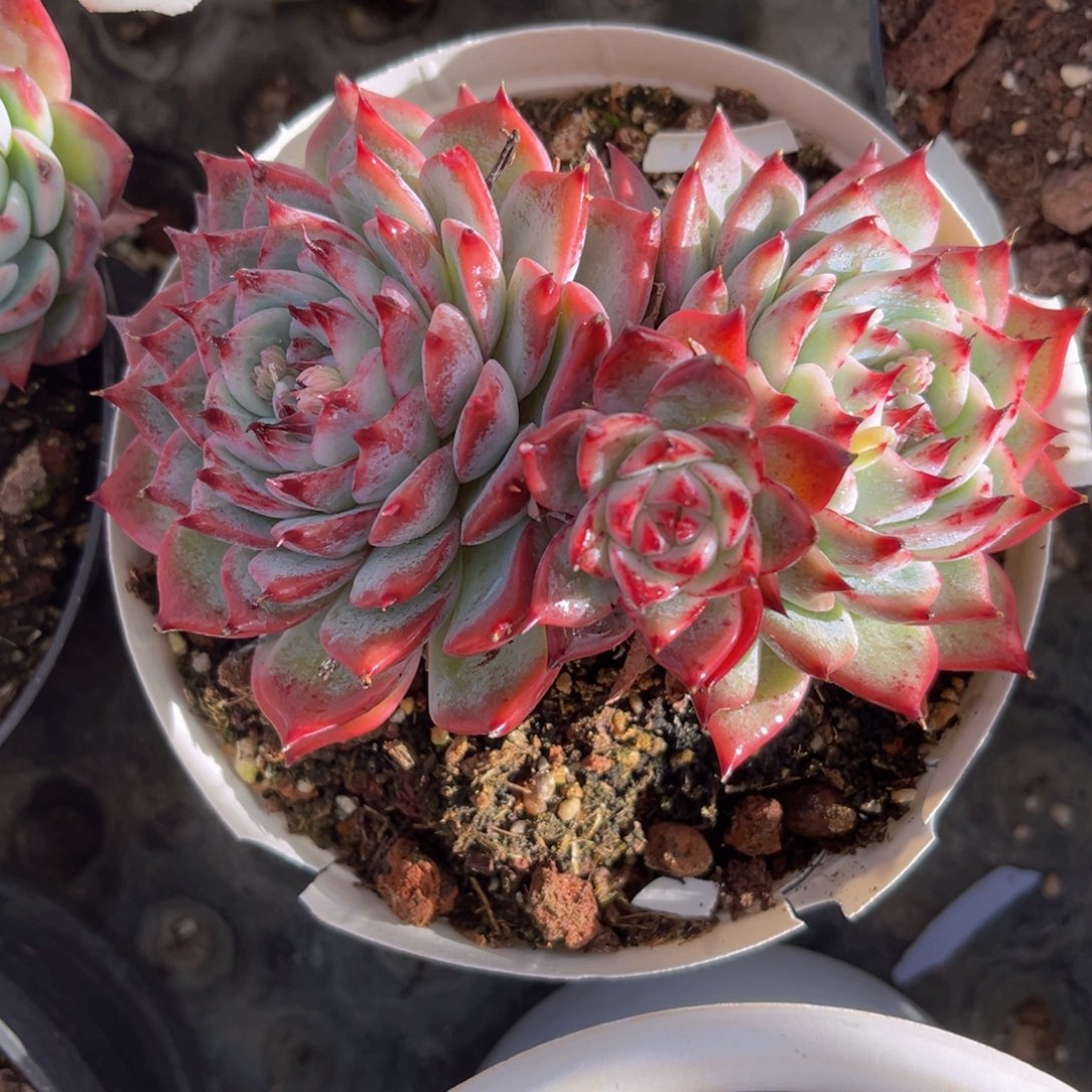 12公分惊鸿娃娃99998999