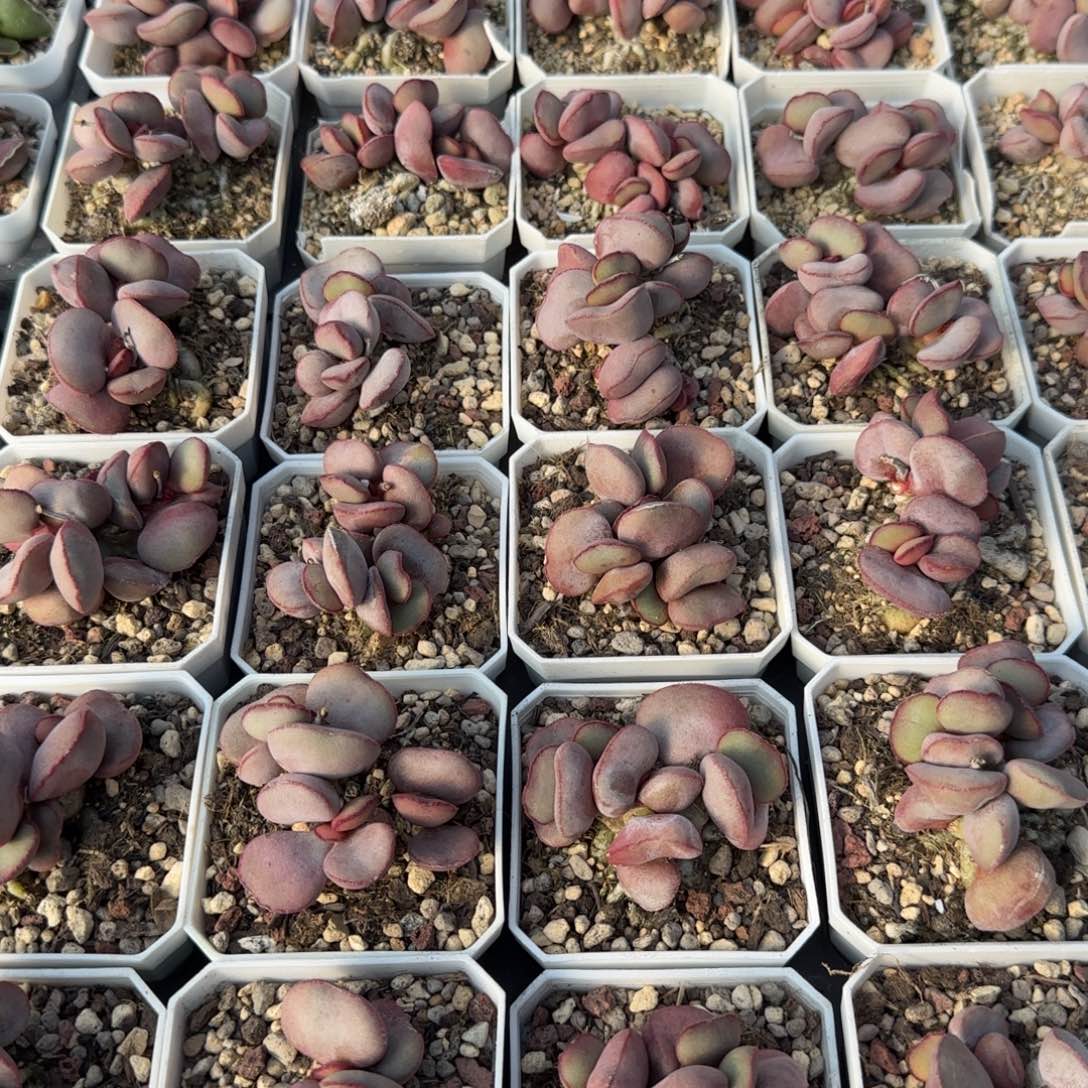 白肌红蛋量拍链接