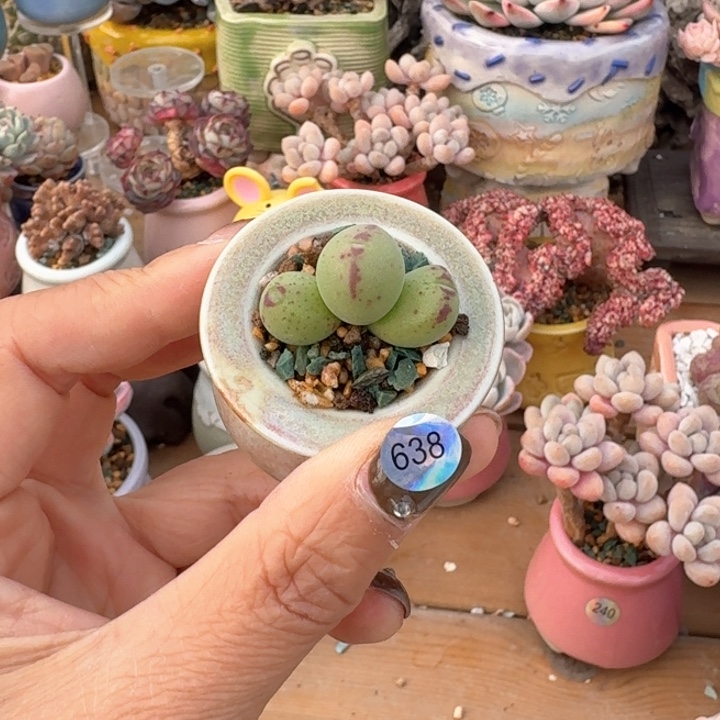 638 多肉含盆土 满30元包邮 除偏远地区