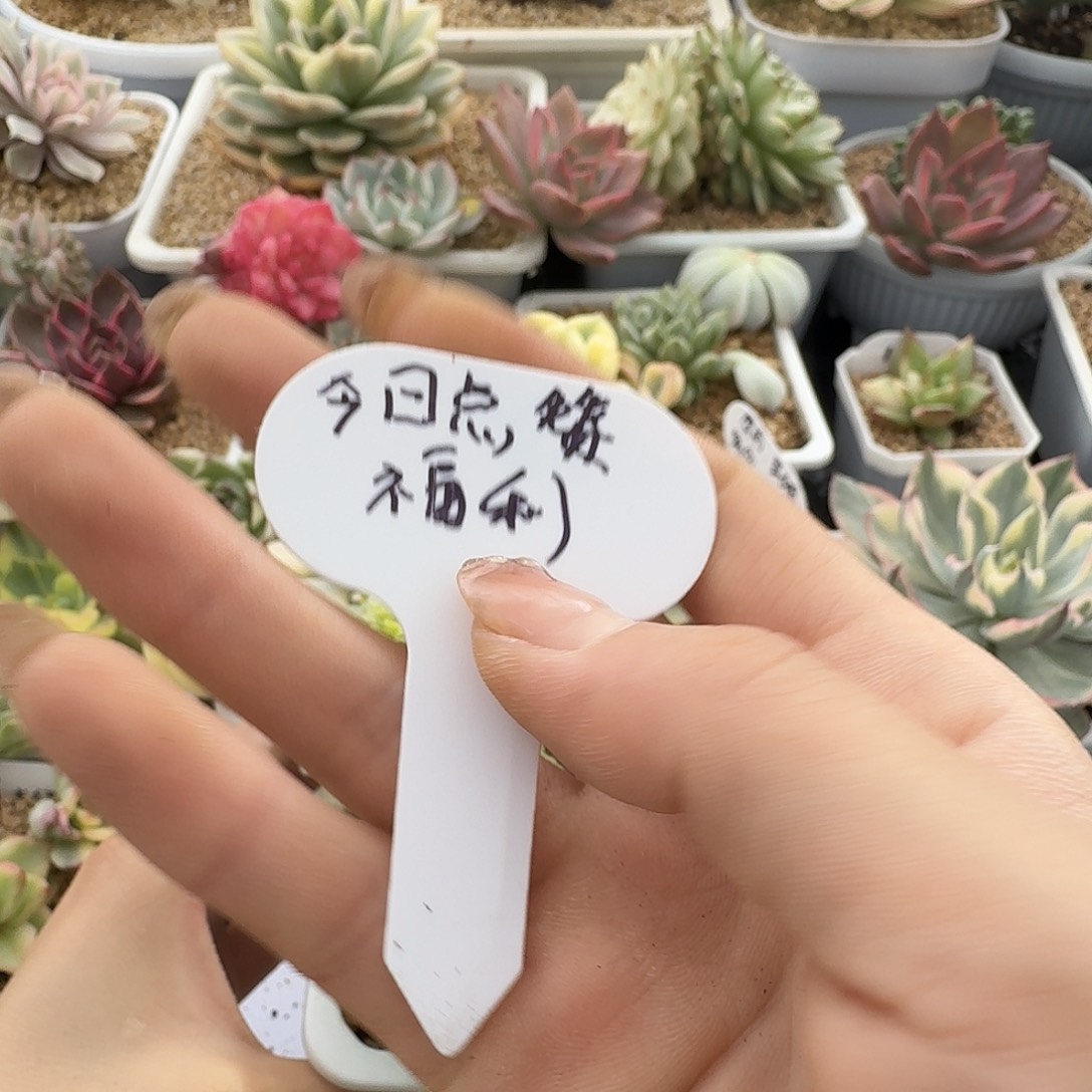 今日点赞福利腊①的锦