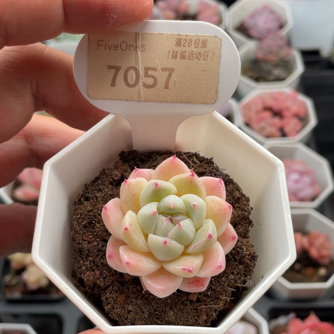 如梦令7057-4.0厘米