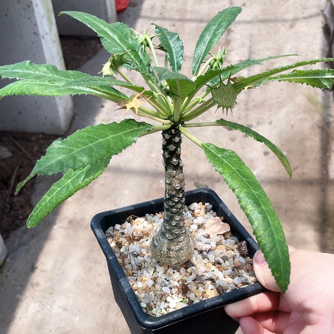 细夜琉桑666666666