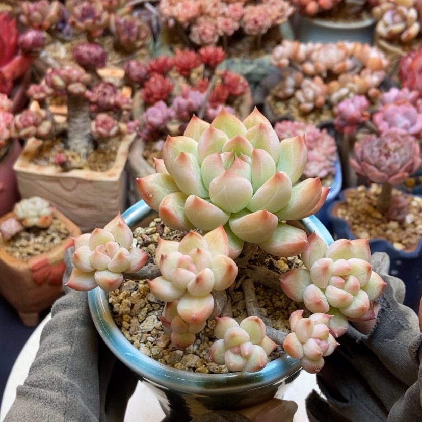 【闪购商品】白*鸭小浣熊