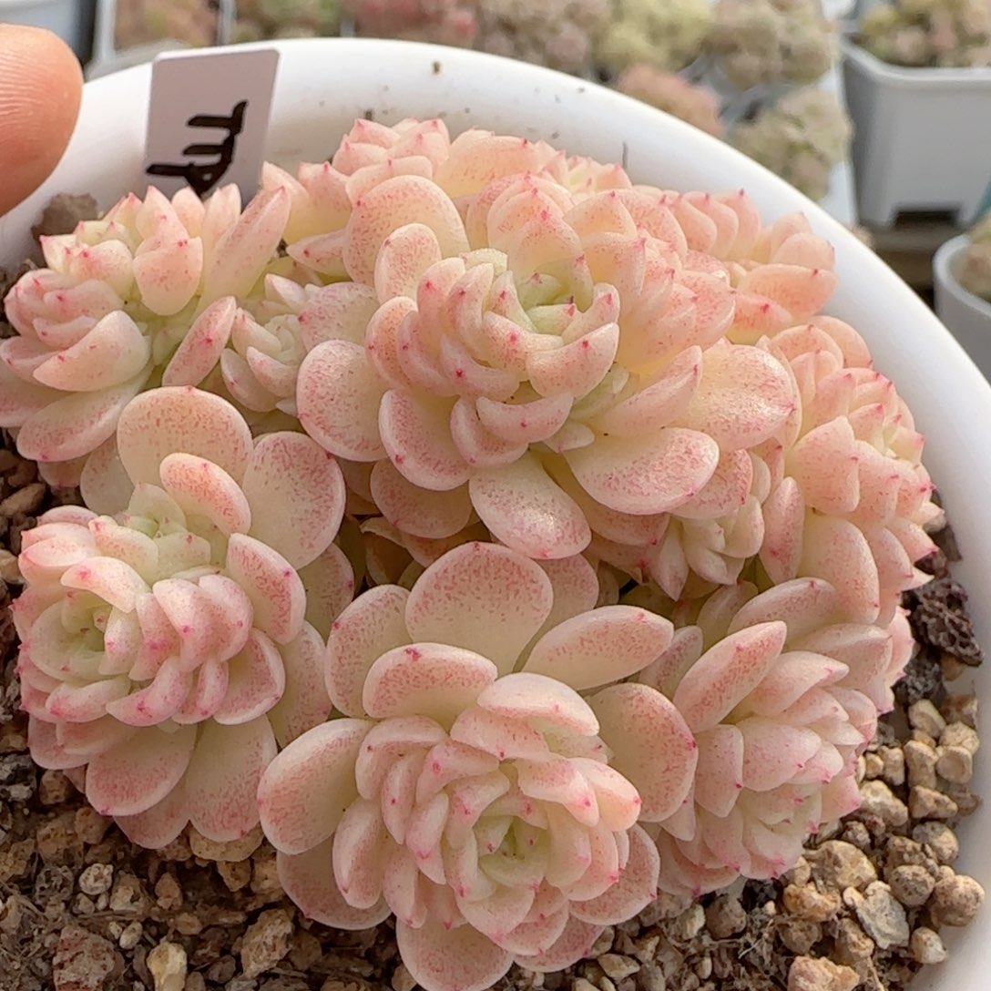 【闪购商品】0215-54（ttp-229）