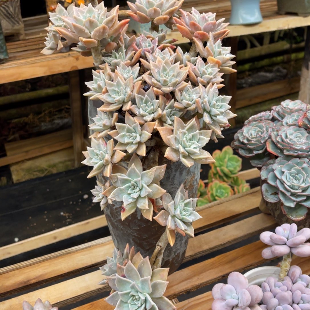 A***g4848484545455454455445