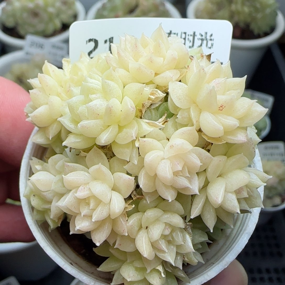 0114-216珠光麦秆