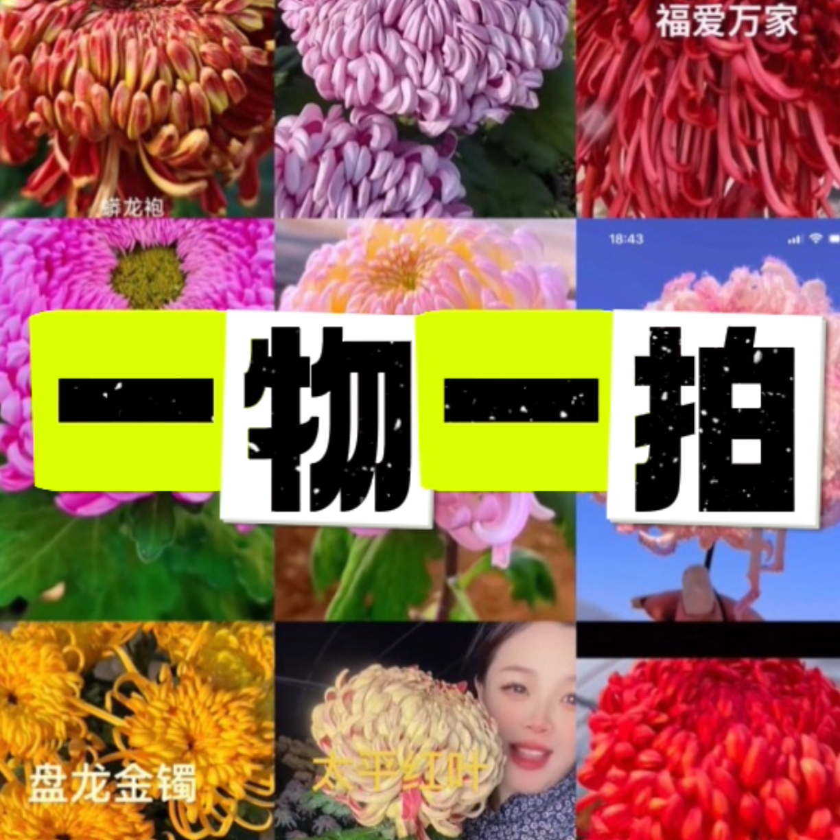 一物一拍留手机后四位母本处理28：8菊花断肢掉包不售后庭院地栽