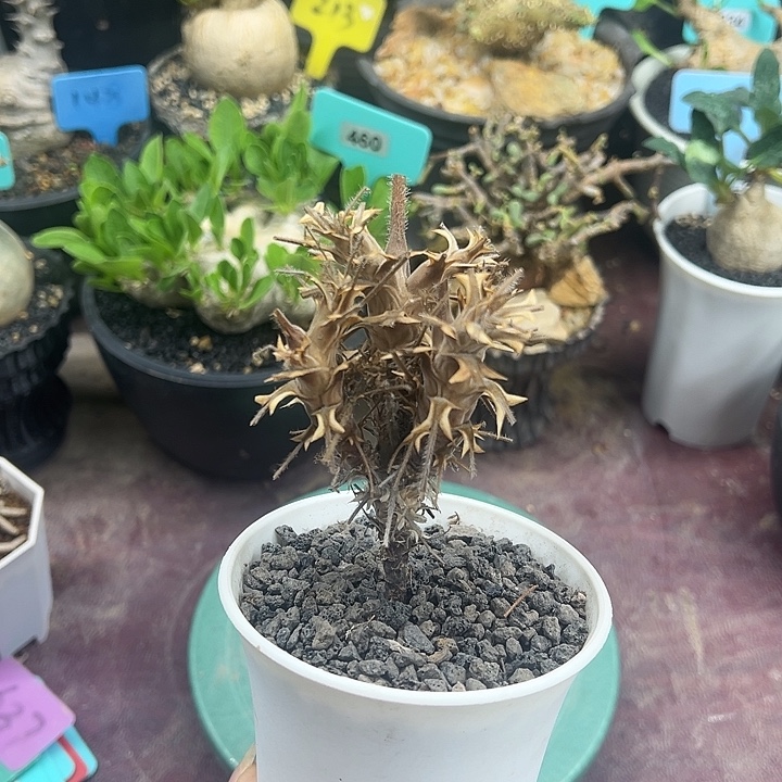 出云杨奎多肉植物
