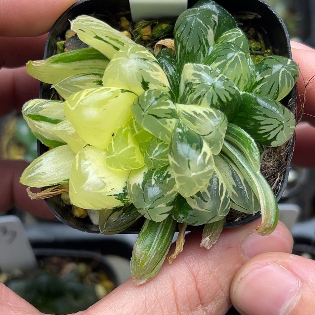 35水晶灯玉露锦。。。
