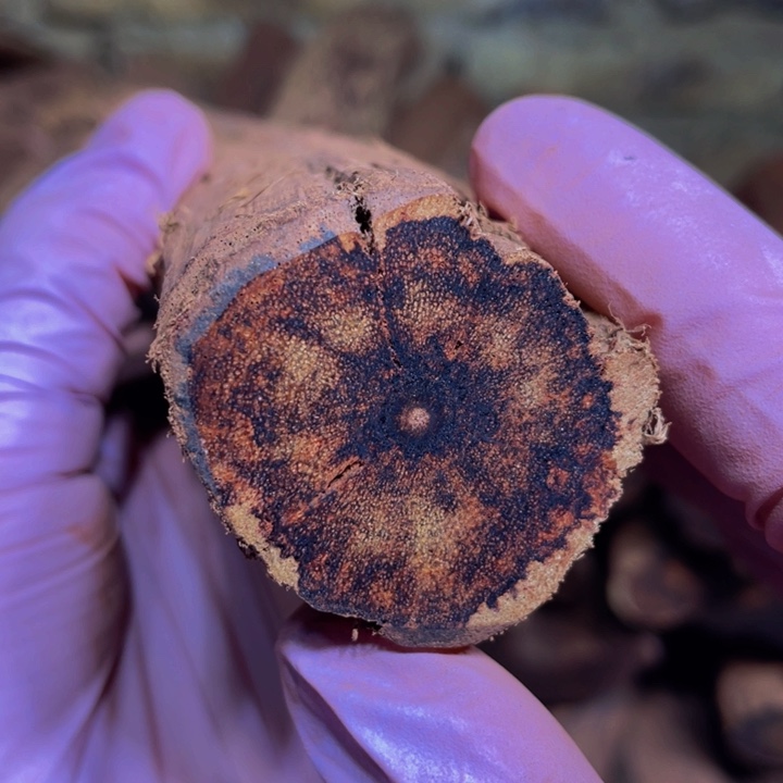 手串/手链降真香定制缅甸小叶降真香