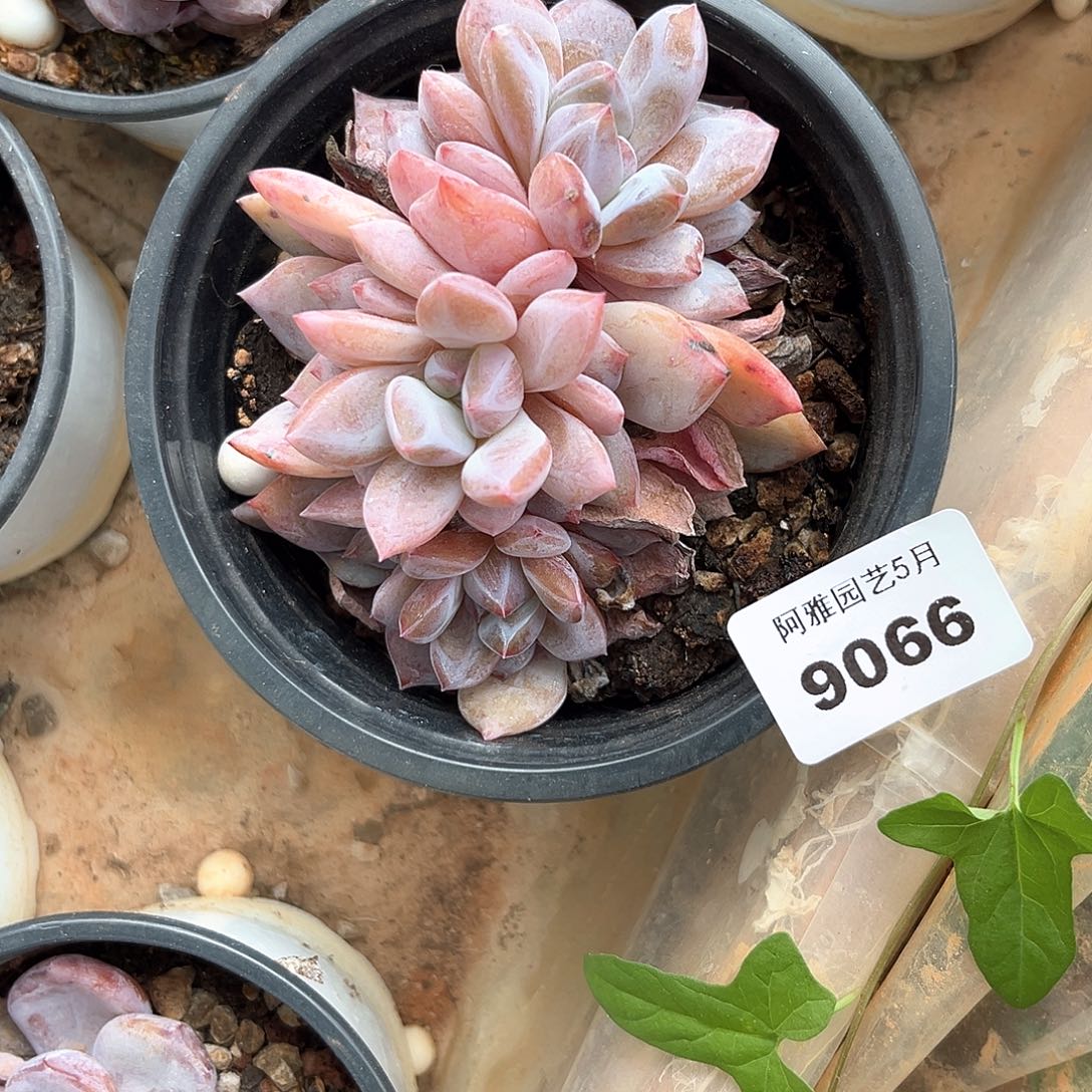 阿雅园艺。  9066