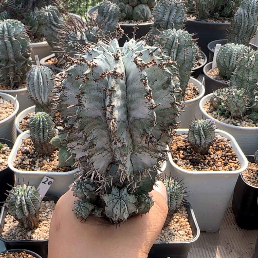 福利 太白肌1111111