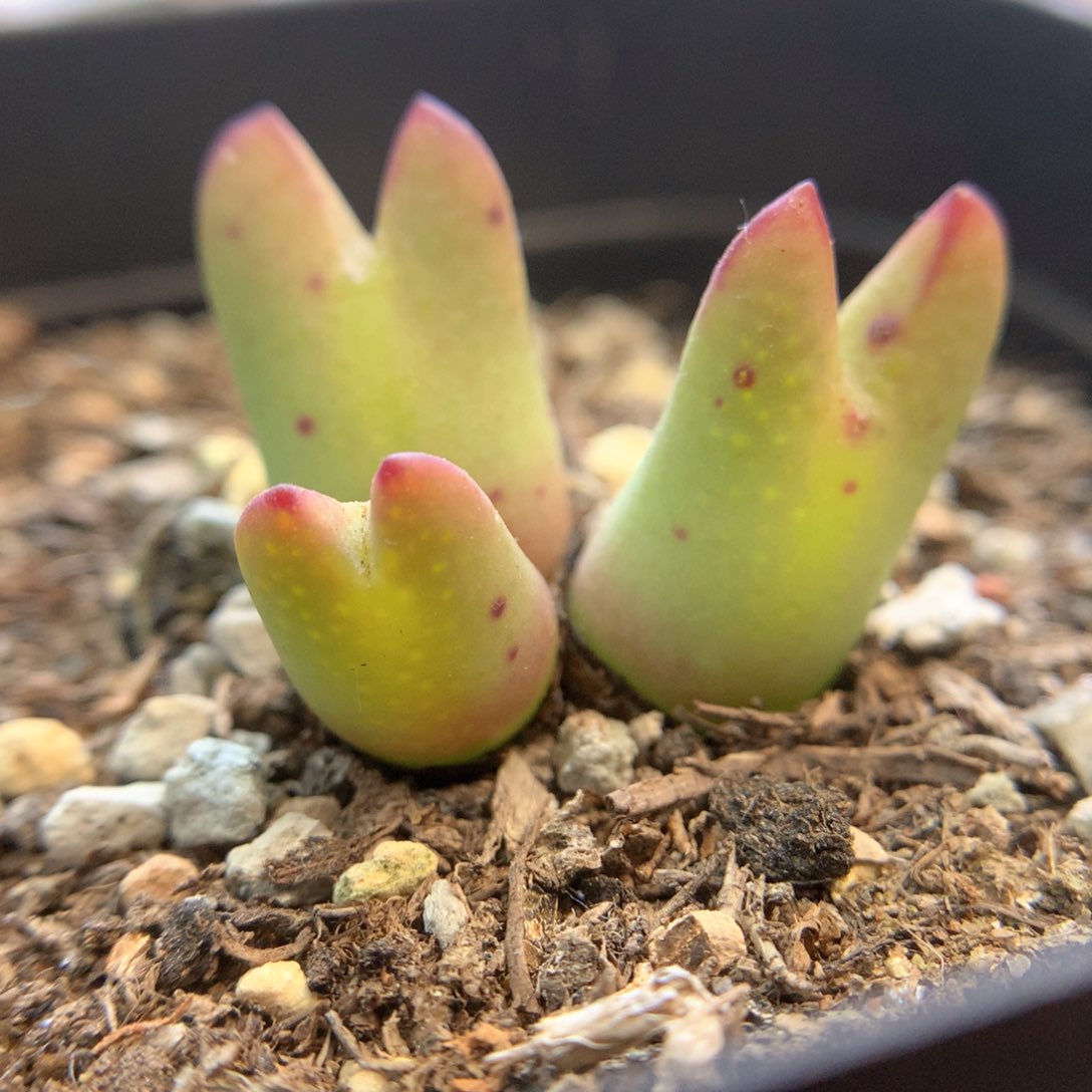 日系皮卡丘 肉锥植物