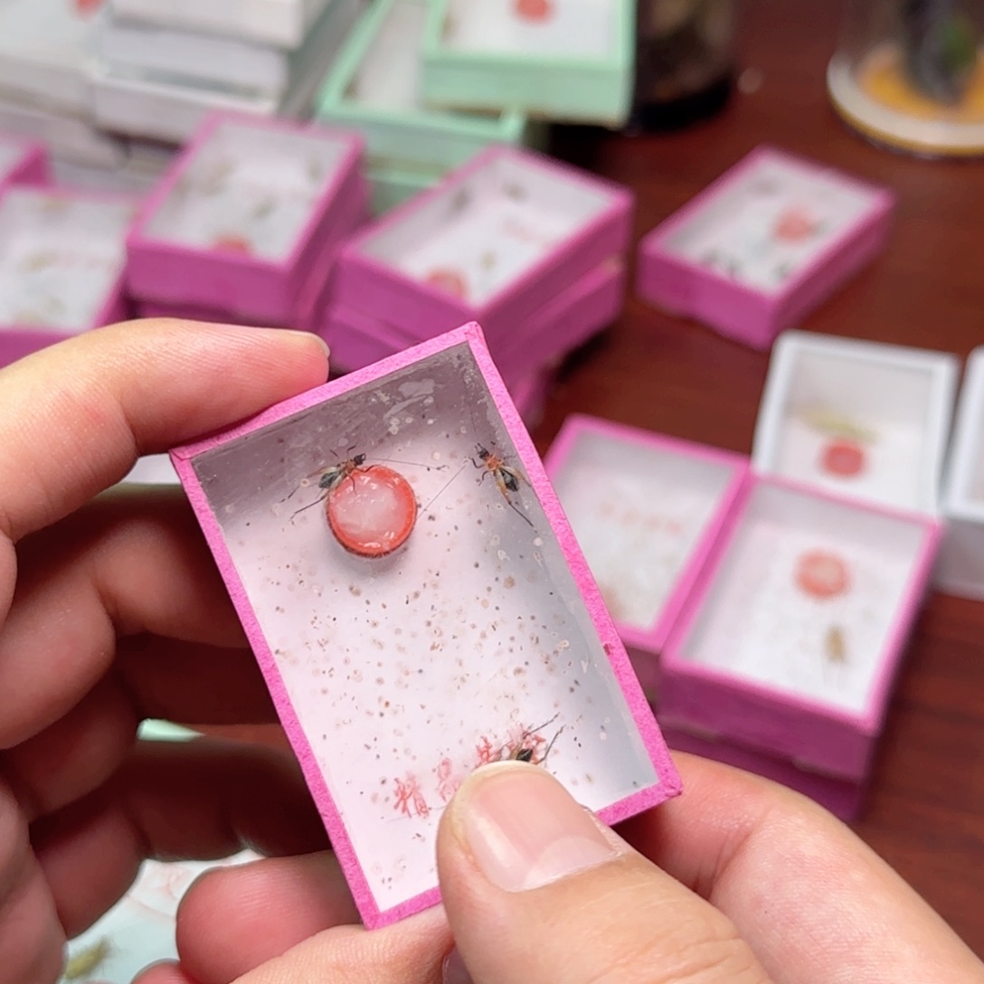 詩****红胸蚁蛉1盒       