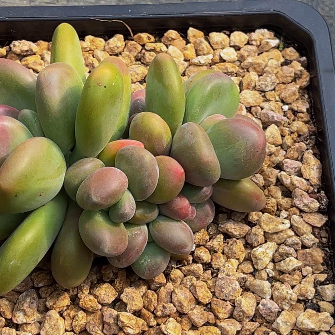 1782号上午多肉植物群生多肉植物