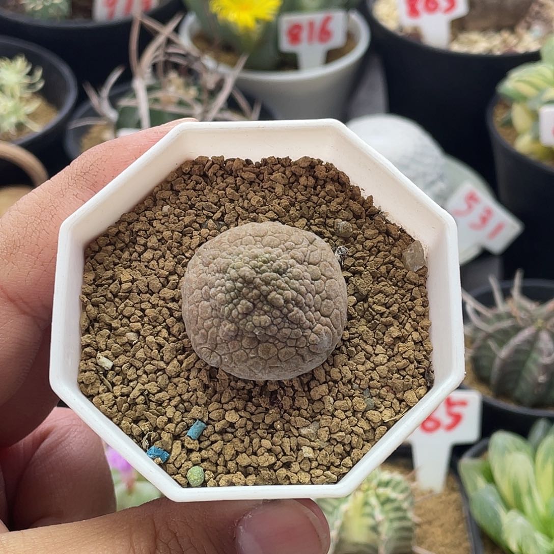 实生十字方凝蹄玉仙人球