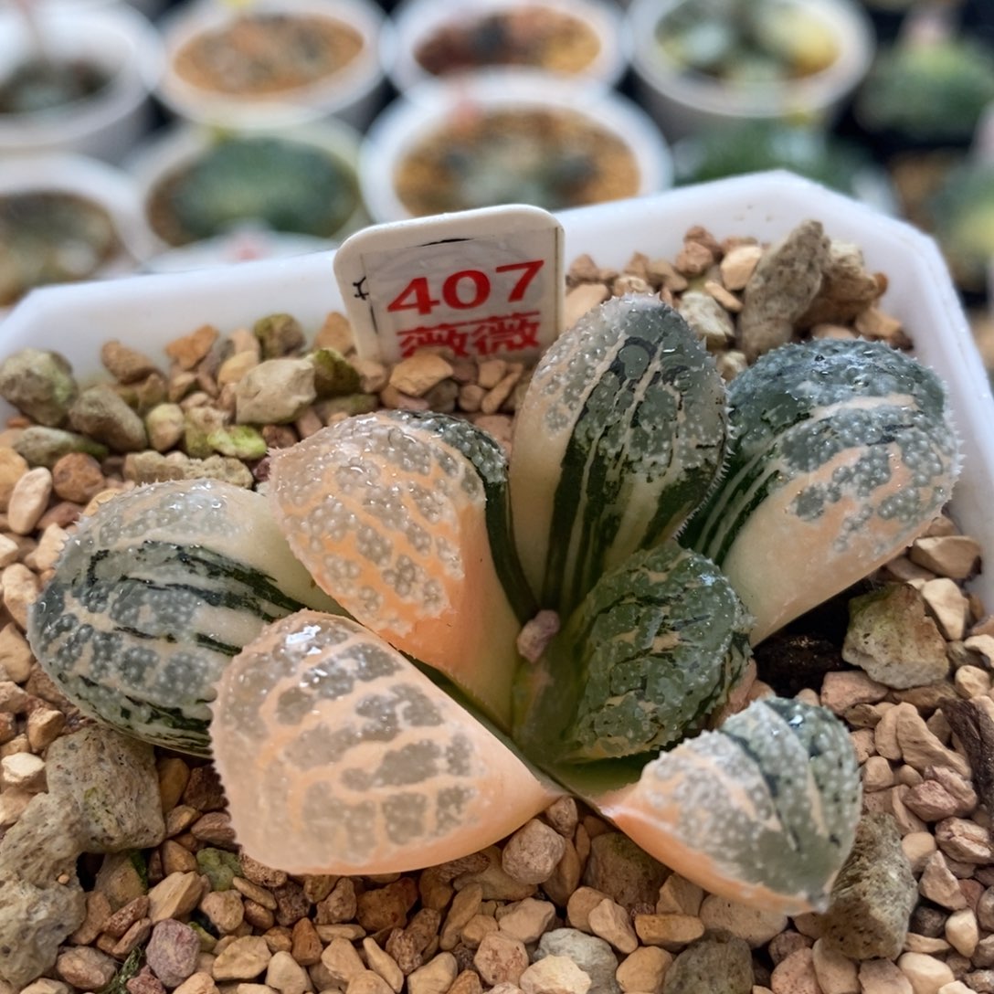 不开花植物407莫多
