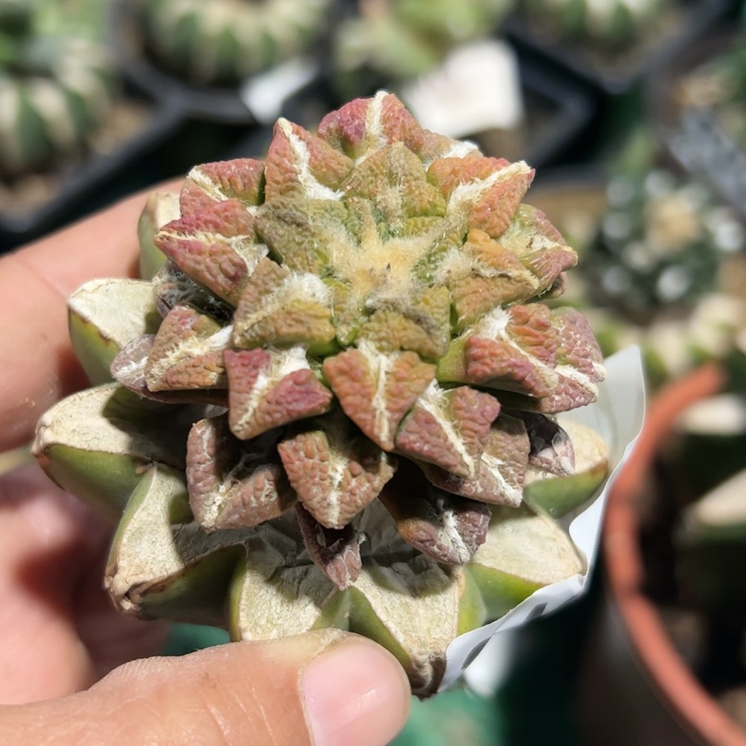 黑牡丹锦仙人球349