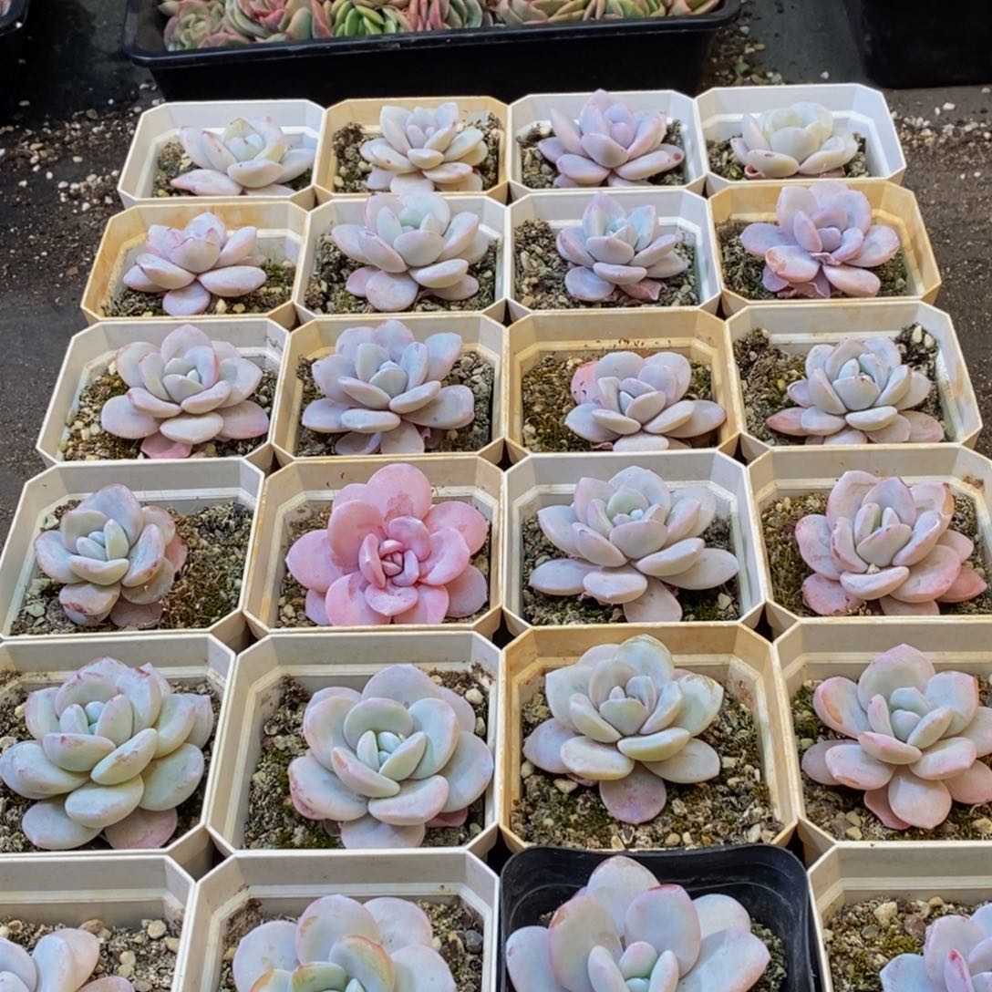 747多肉植物保护研究所所长助理研究员