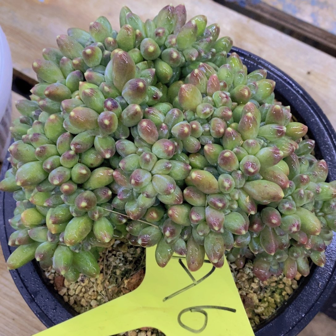 开心多肉，今天不对称，不包价