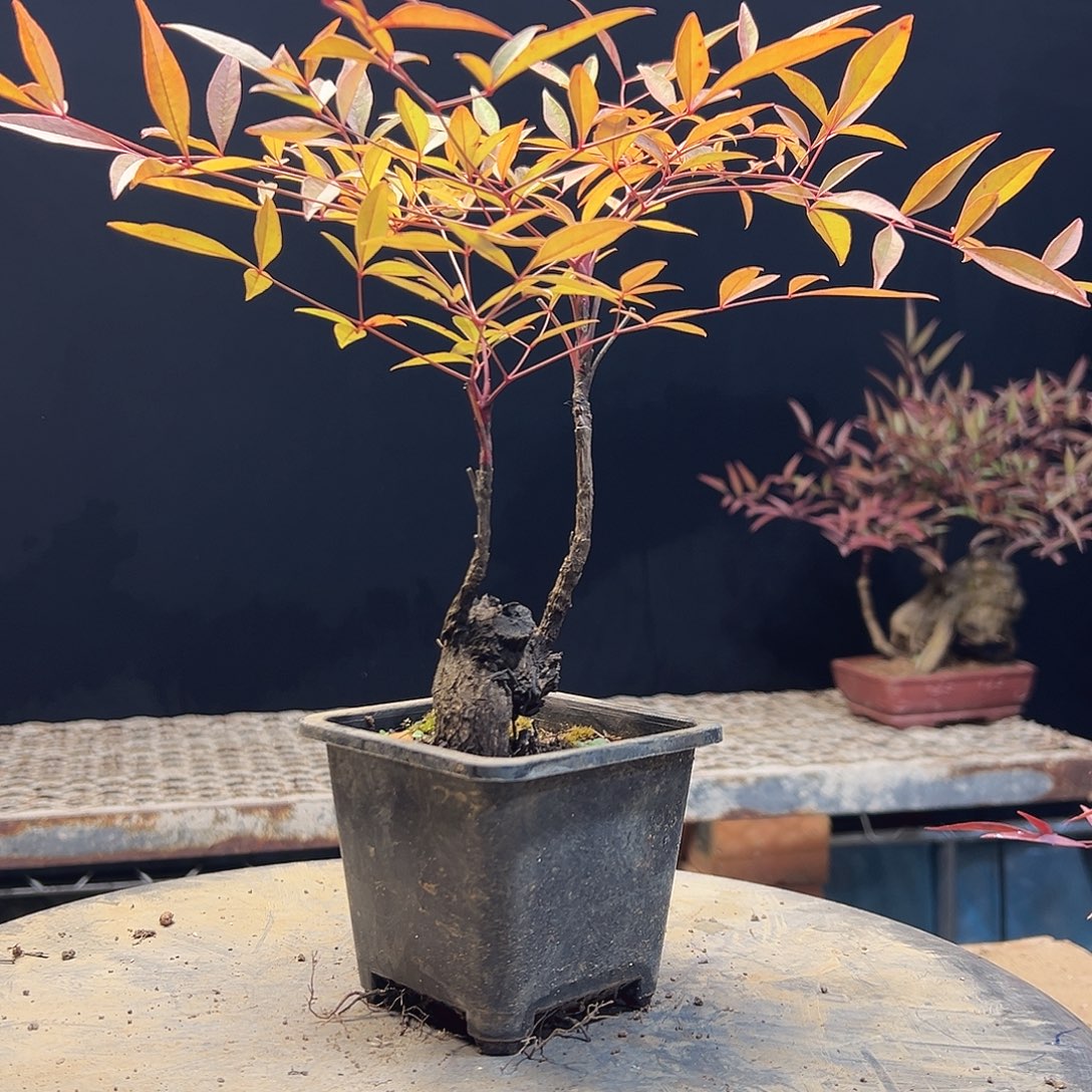 不开花植物00000 32