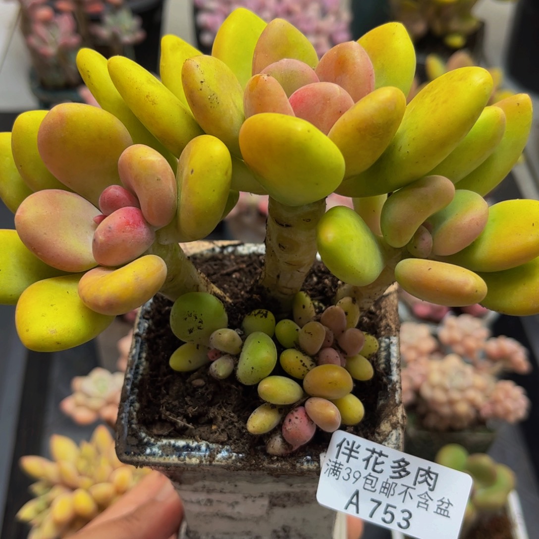 753芒果奶13cm多肉