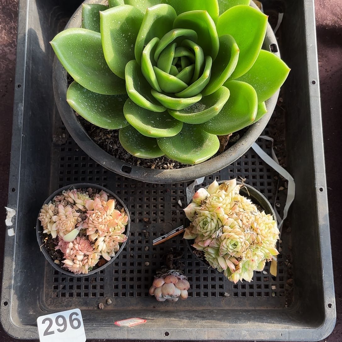 多肉植物空拍296号