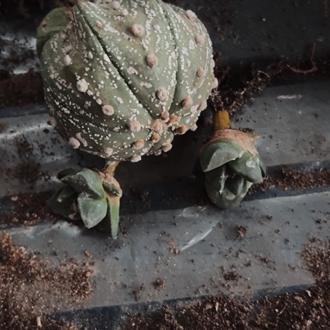 2291处理三个仙人球