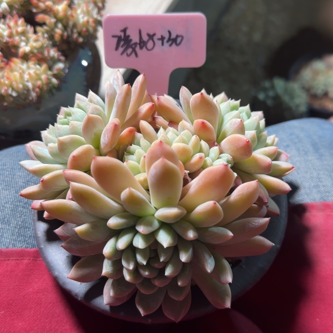 百搭翡翠加盆五十包邮