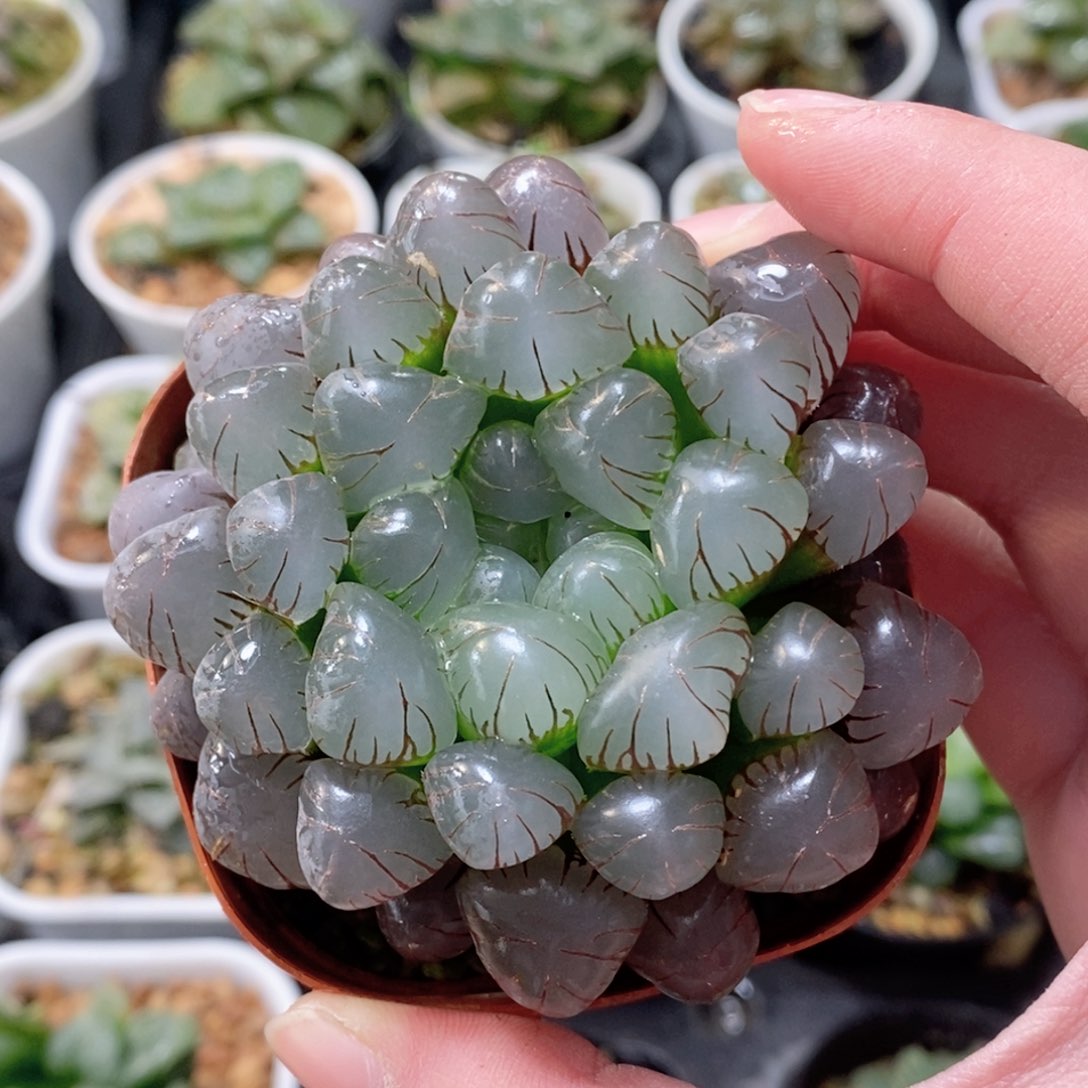 紫姬冰灯玉露母本多肉植物