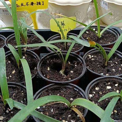 无花朵紫薇1+发一个