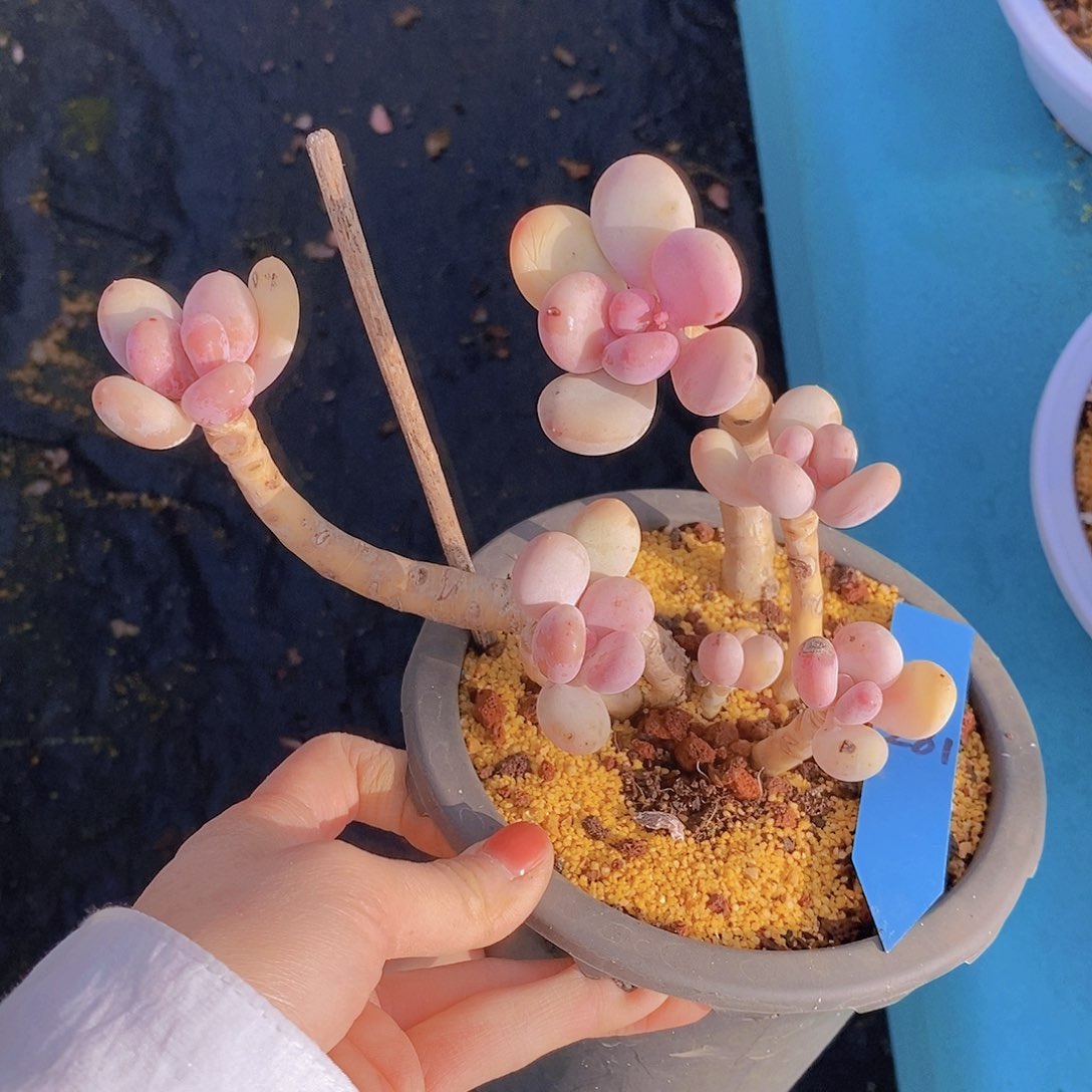 廷*281多肉植物老桩