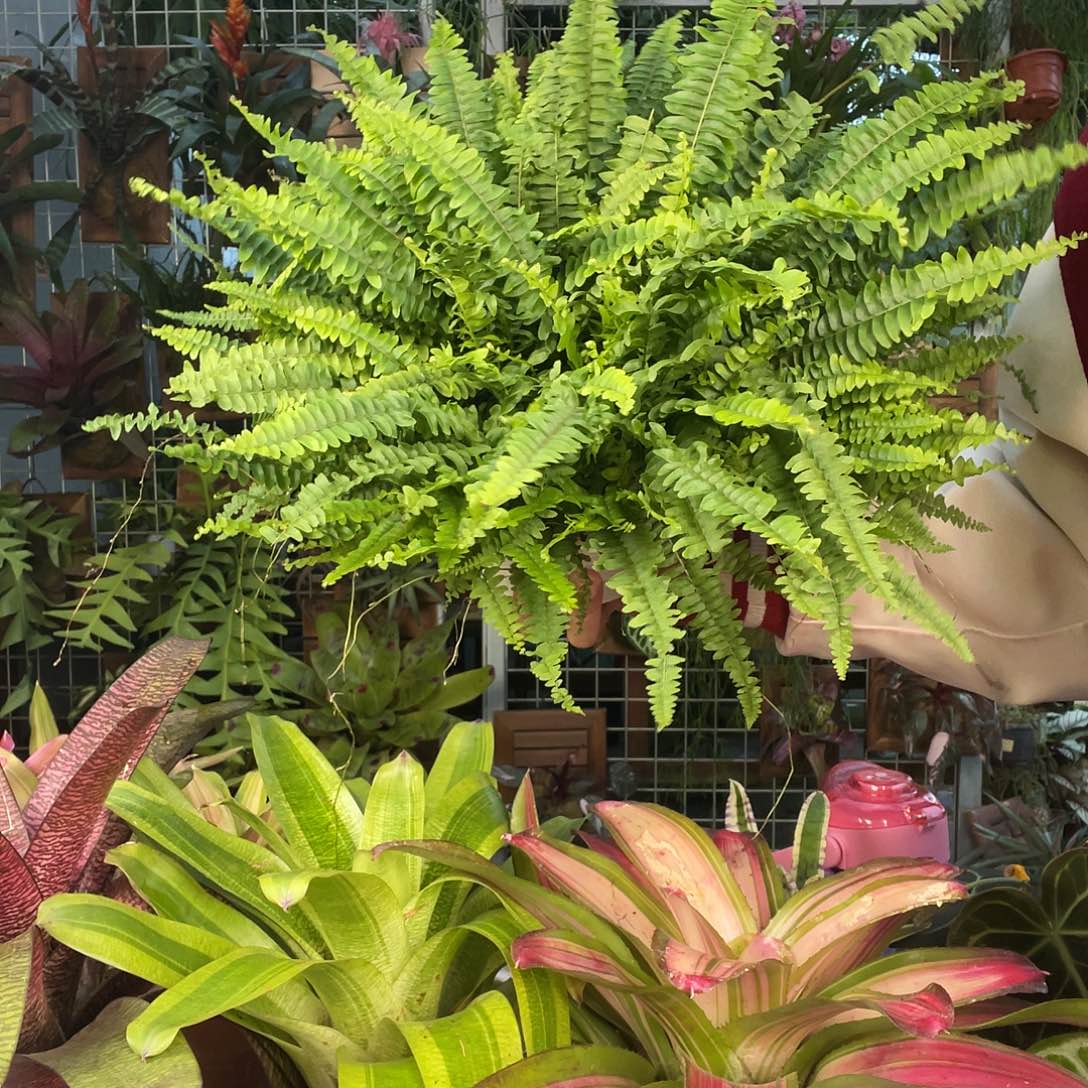 青苔球波士顿蕨福利