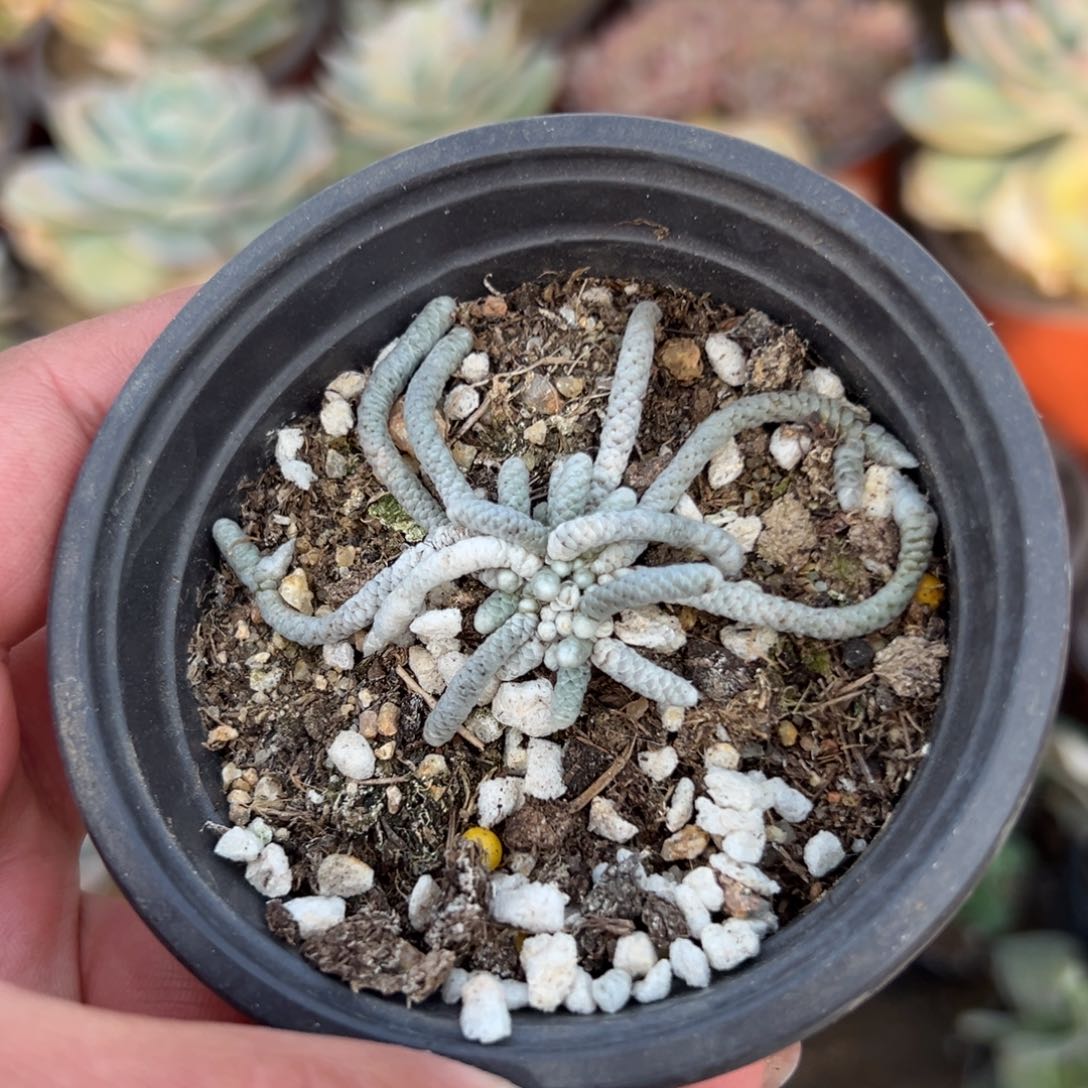 多肉植物多肉植物