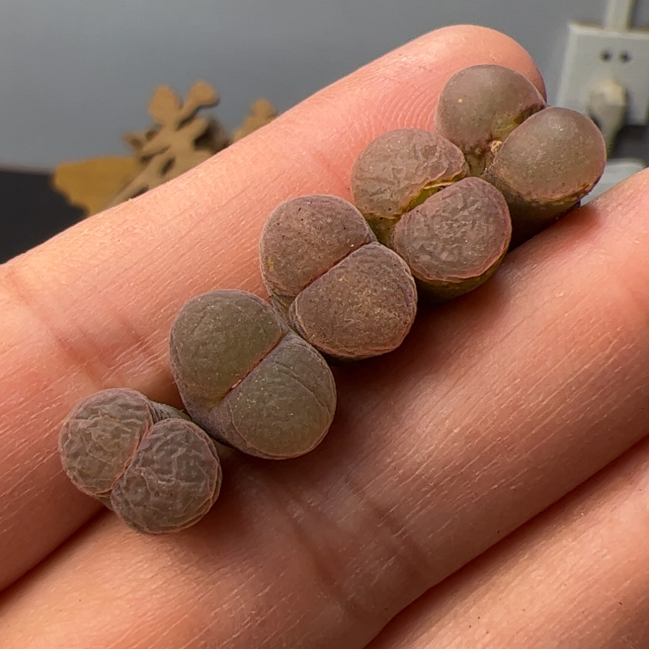 【闪购商品】0000000014红风铃