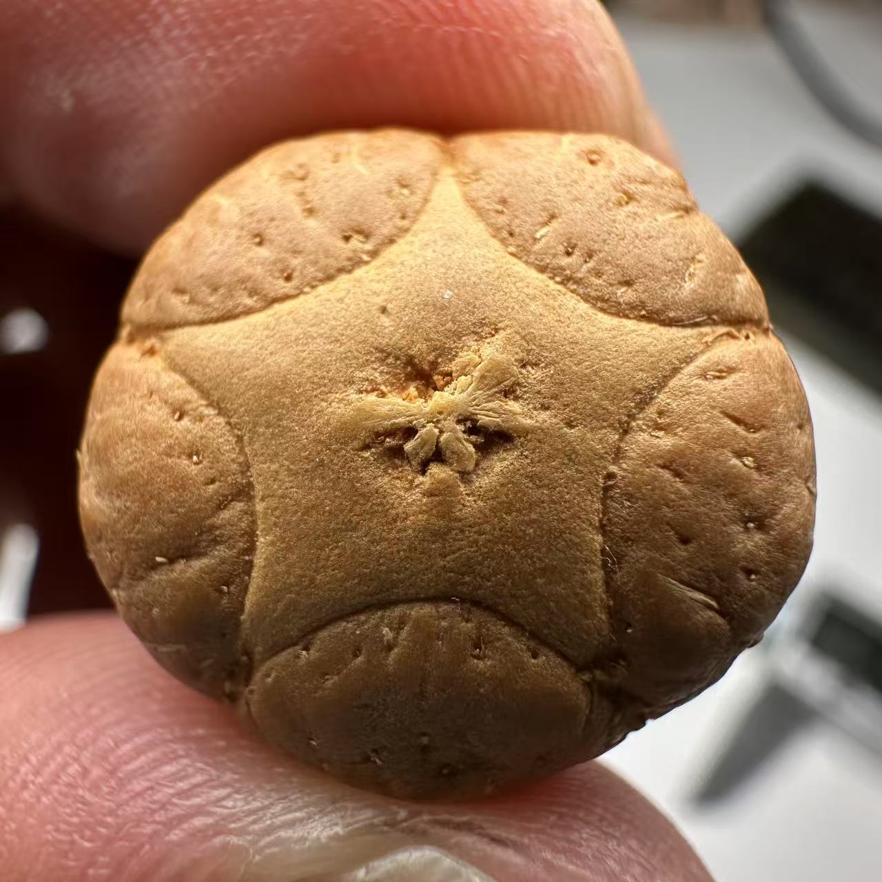 尼泊尔五星菩提，尺寸18，sss系列，货号127