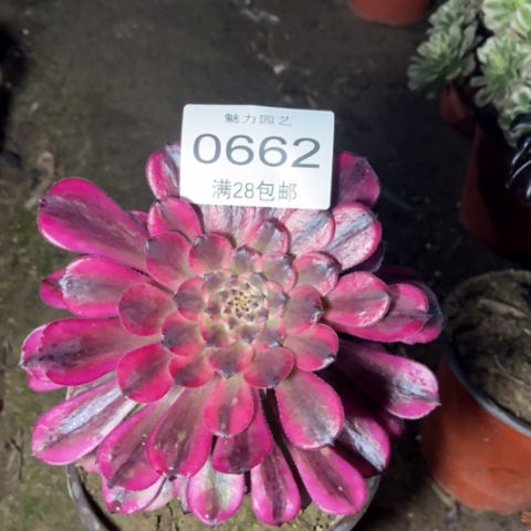 月蝉多肉多肉0662