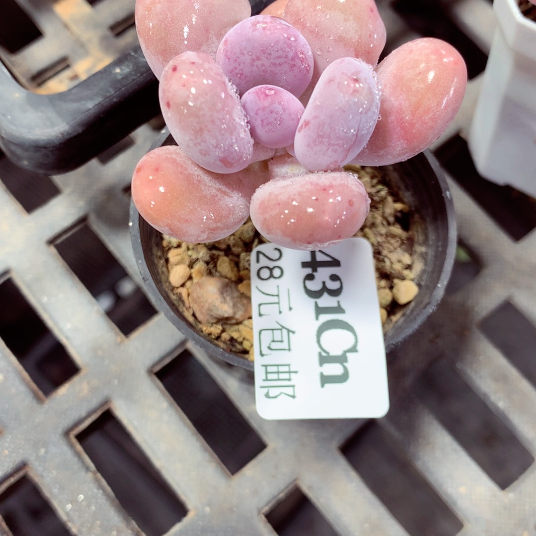 5厘米盆精控多肉431