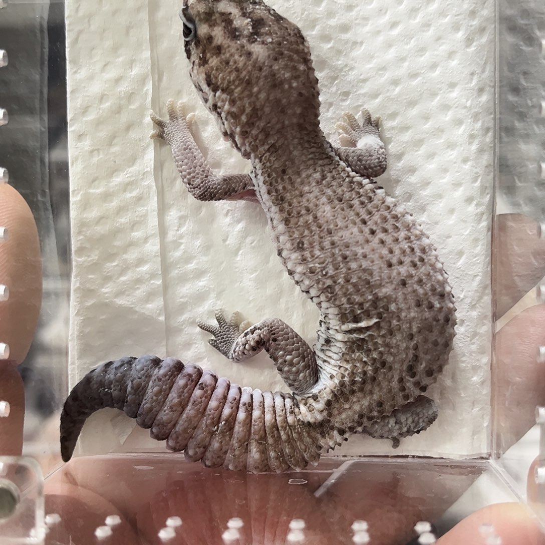 肥尾守宫奥利奥无纹隐幽灵