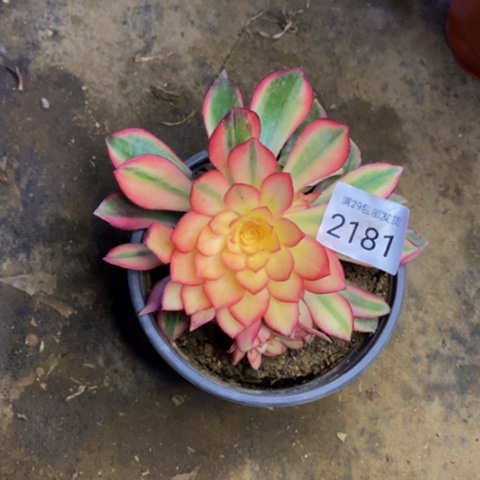 黑魔锦多肉植物2181