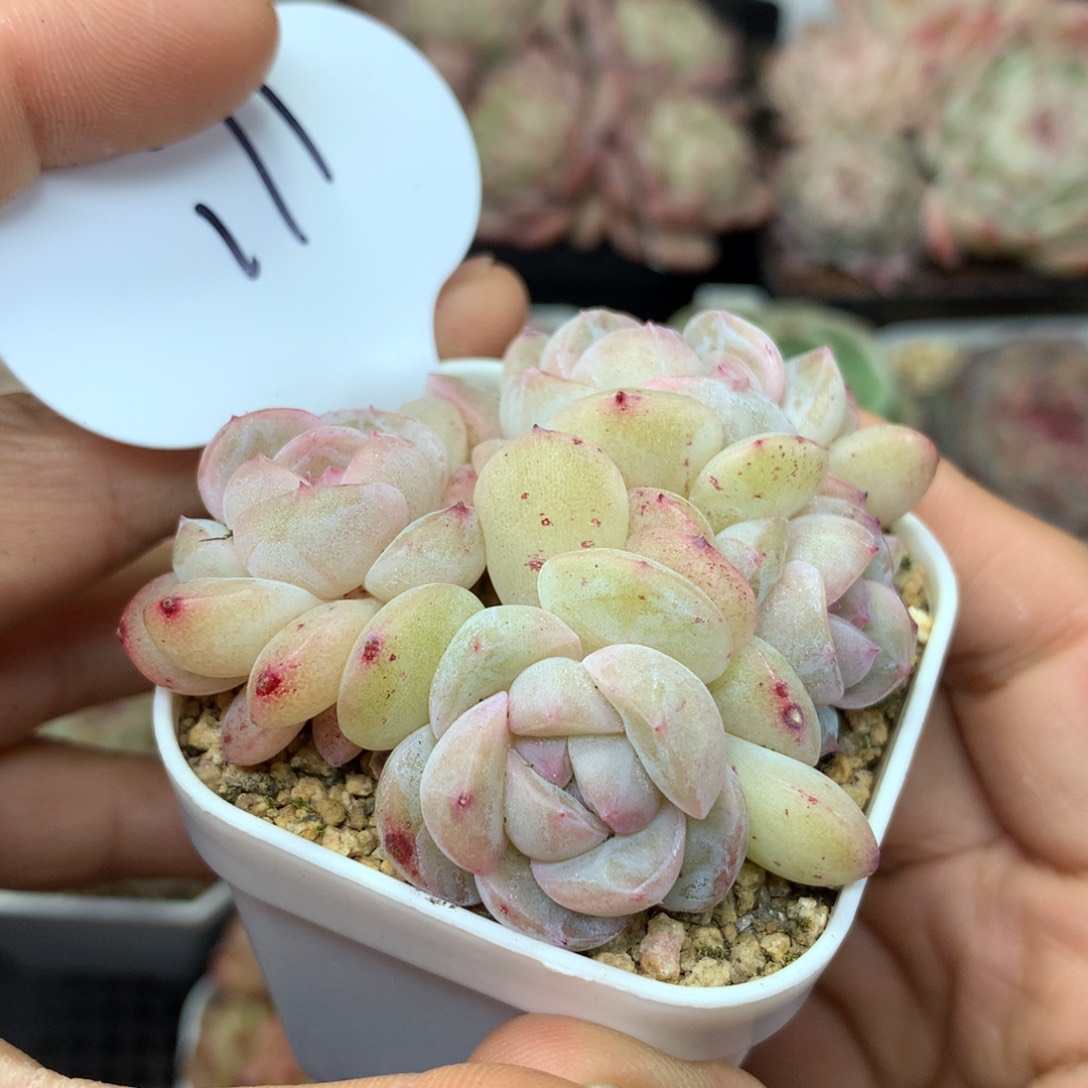 粉透珍妮4头群171