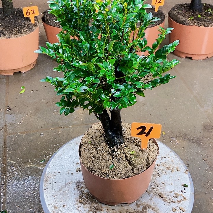 无花朵88888888888