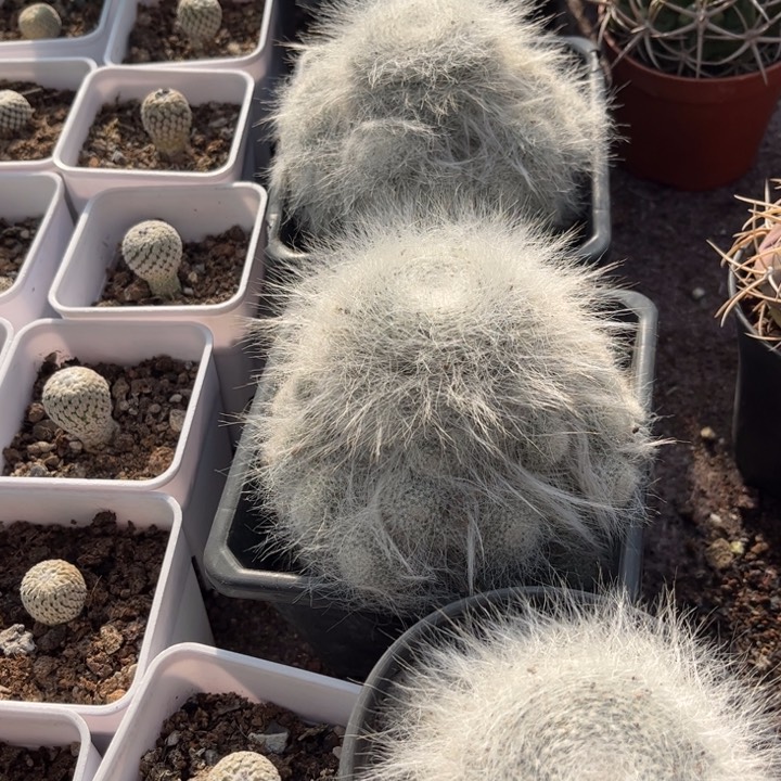 群生雪猿玉翁好养皮实